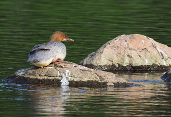merganser on the river bank