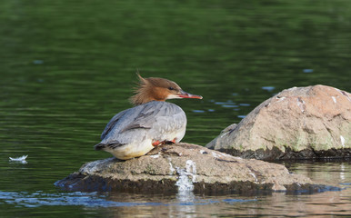 merganser on the river bank