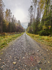 road in the forest
