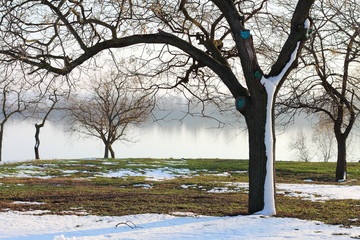 Tree in the snow on a lawn covered with snow and green grass on the background of the river in the...