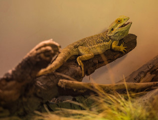 reptile bearded dragon