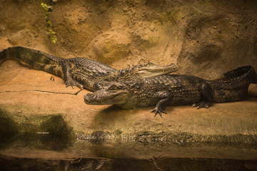 caiman with glasses