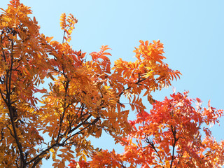 yellowed tree crown in autumn