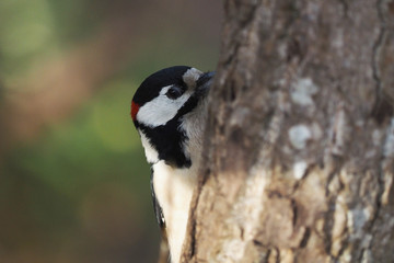 woodpecker in the forest