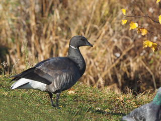 Branta bernicla on the lake