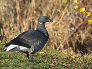 Branta bernicla on the lake