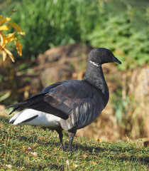 Branta bernicla on the lake