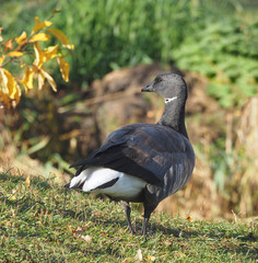 Branta bernicla on the lake