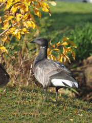 Branta bernicla on the lake