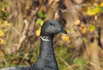Branta bernicla on the lake