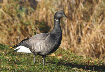 Branta bernicla on the lake