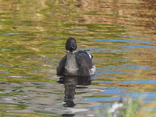 Branta bernicla on the lake