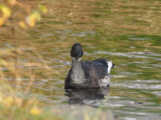 Branta bernicla on the lake