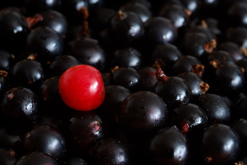 one red cherry berry on a large amount of black currant