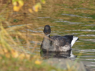 Branta bernicla on the lake