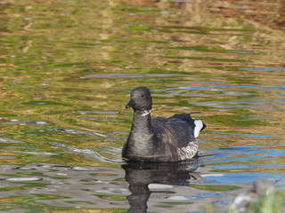 Branta bernicla on the lake