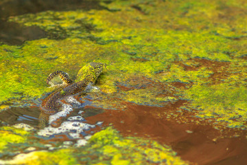 Details of Water monitor lizard: Varanus Saved. Large African lizard living in the Kruger National Park, South Africa in the water areas near Olifants River. Blurred background.