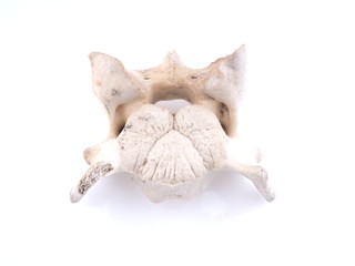 vertebra on white background