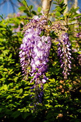 Fototapeta premium branch of wisteria flowers