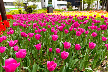 チューリップ