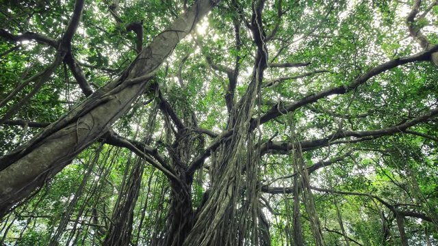 Big banyan tree with many aerial roots. Steadicam shot