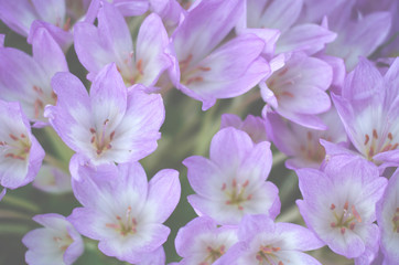 Fototapeta na wymiar Delicate lilac flowers Prostrate Clarkia in the garden