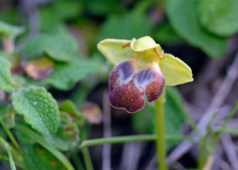 Ophrys pelinaea, Leros, Greece