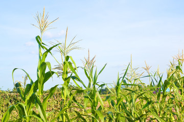 green corn field growing