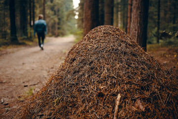 Close up view of gigantic ant hill in protected area with woman walking along path in background. Large anthill in summer forest among trees. Nature, environment, flora and fauna. Selective focus - obrazy, fototapety, plakaty