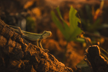 EASTERN IGUANA FROM THE HELMET
