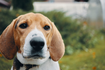 Close up outdoor shot of adorable cute puppy beagle wearing collar. Pedigreed tricolor scent houne playing outdoors with green grass and bushes in background. Pets, dogs, breed and nature concept