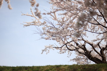 五稜郭の桜
