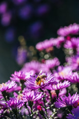 Close up view of bee on beautiful purple fresh flower in garden
