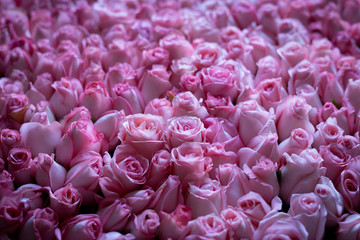 Pink Roses Background