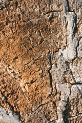 close up view of old brown tree bark background