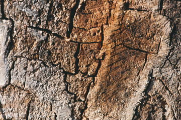 close up view of old brown textured tree bark
