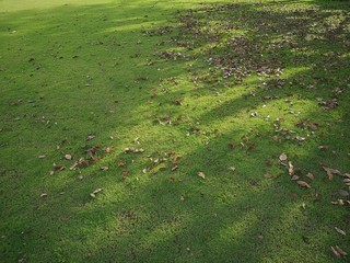 Leaves dry on green grass with warm light.