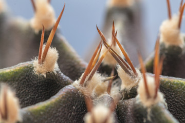 Close up vese and thorn Gymnocalycium mihanovichii cactus.
