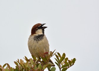 Italian Sparrow - Passer italiae, Crete