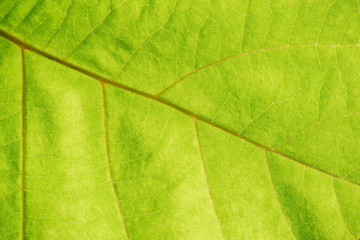 Fototapeta na wymiar Close up view of green leaf veins
