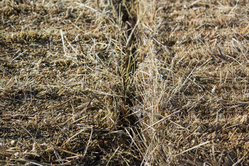 Straw background texture, Dry straw for design Background