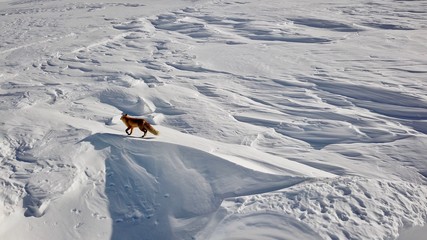 Fox on the mountain