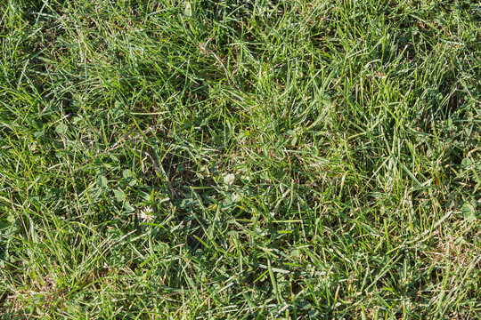 Green grass seamless texture