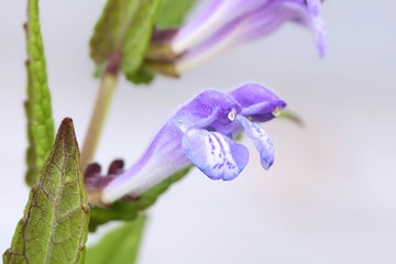 Marsh skullcap