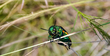 Jewel beetle in field macro shot