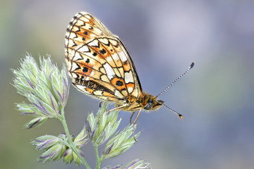 Small pearl-bordered fritillary