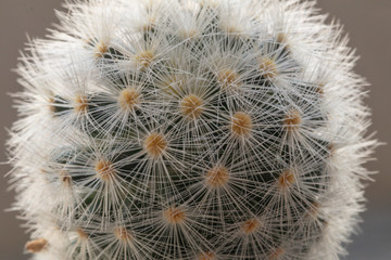A hobby plants,Mammillaria is one of the largest in the cactus family Cactaceae.