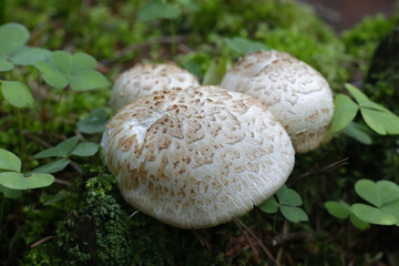 Train wrecker mushroom