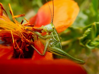 Grasshopper and its environment