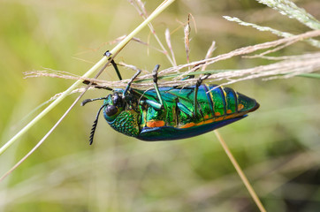Jewel beetle in field macro shot